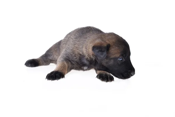 Schattige jonge puppy — Stockfoto