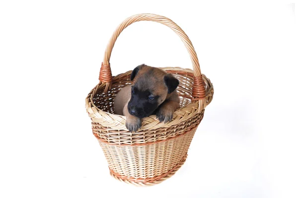 Schattige jonge puppy — Stockfoto