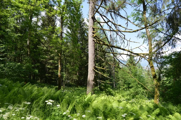 Frühlingsgrüner Wald — Stockfoto