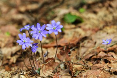 Çiçek açması mantarı çiçekler 