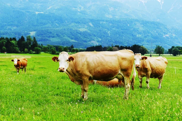 Herd of cows on meadow — Stock Photo, Image