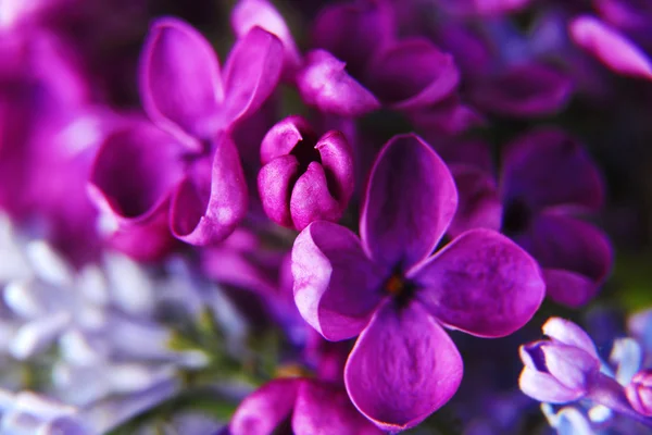 Flores lila púrpura —  Fotos de Stock
