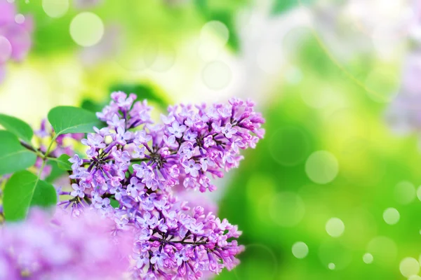 Purple lilac  flowers — Stock Photo, Image