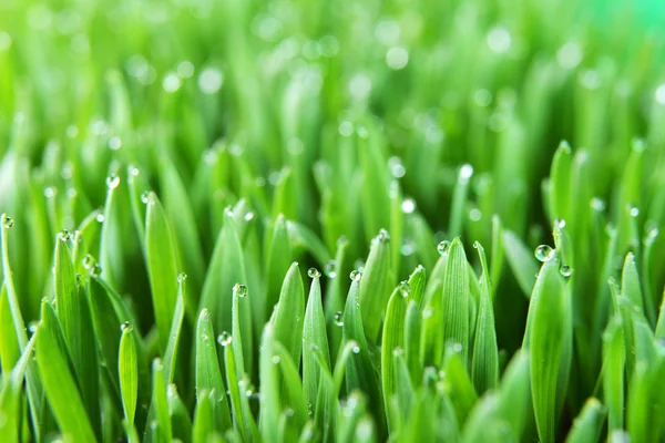Rumput hijau segar — Stok Foto