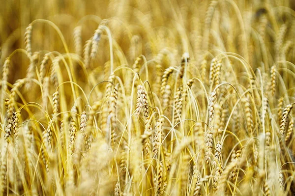 Campo di grano in giorno d'estate — Foto Stock