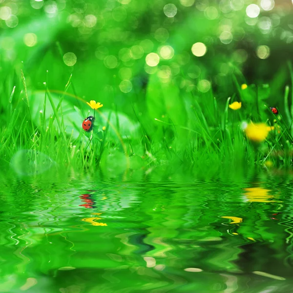 Gelbe Blüten und Marienkäfer — Stockfoto