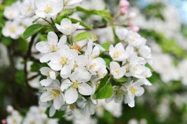 Yeni gelişen ağacın