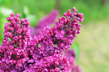 çiçek açan mor Lila bush