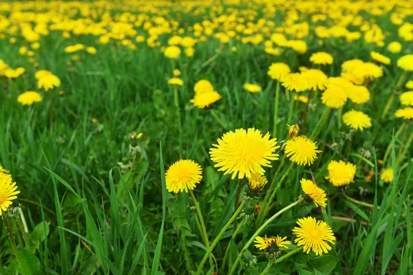 Dandelions blooming in spring — Stock Photo, Image