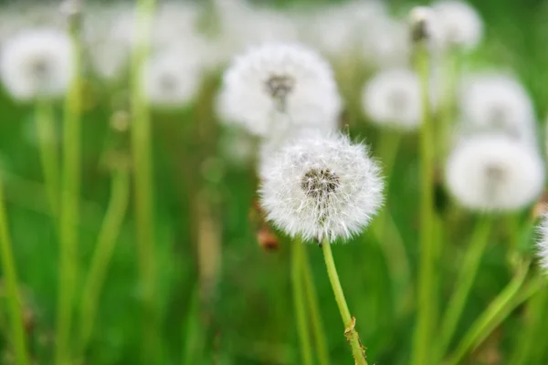 Dandelions in field — Stock Photo, Image