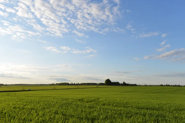 Lente groene weide — Stockfoto