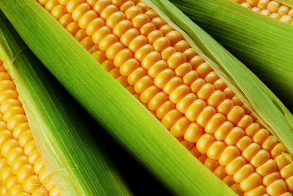 Mazorca de maíz entre hojas verdes —  Fotos de Stock