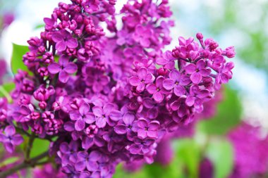 çiçek açan mor Lila bush