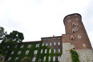 Sarmaşıkla kaplı ev 