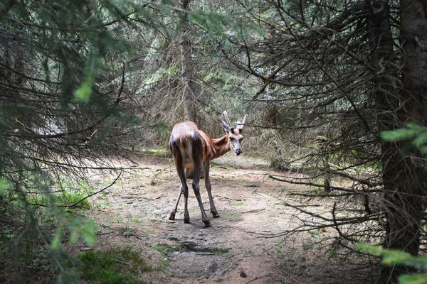 숲 속의 붉은 사슴 — 스톡 사진