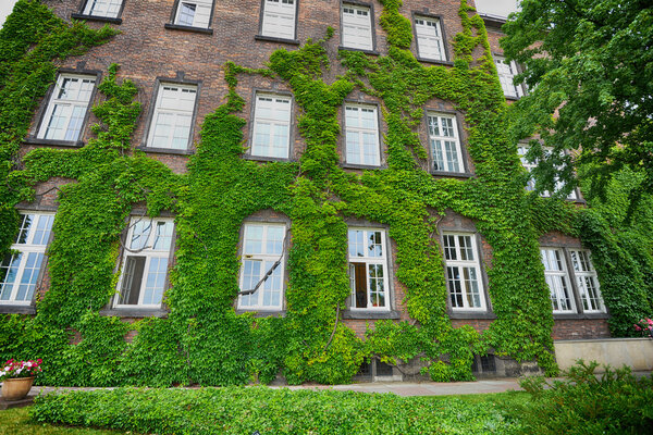 Wall of house with windows covered with ivy
