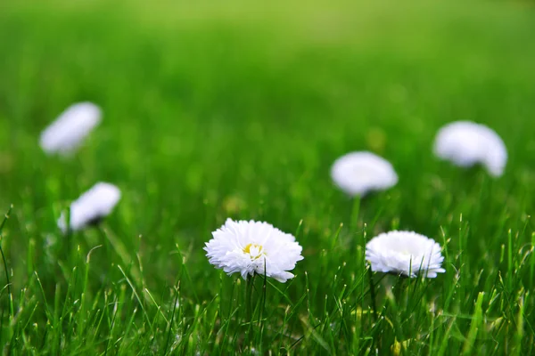 Blühende Gänseblümchen auf Gras — Stockfoto