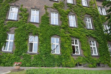 Sarmaşık duvar ile kaplı  