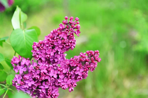 Purple lilac bush — Stock Photo, Image