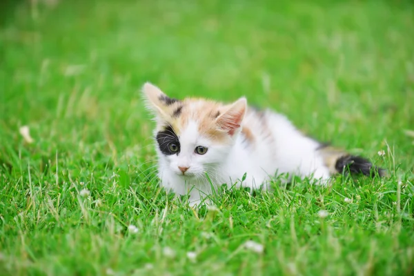 Gato brincando na grama — Fotografia de Stock