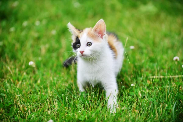 Kot spacerujący w trawie — Zdjęcie stockowe