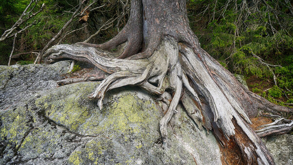 Large tree roots