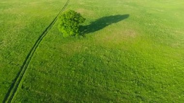 ağaçlarda meadows havadan görünümü