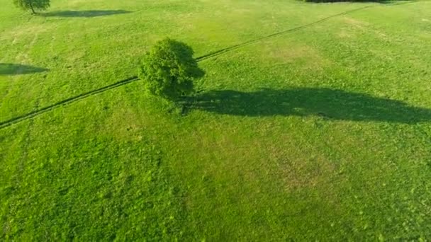 Trees in the meadows aerial view — Stock Video