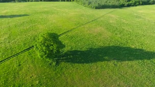Bäume auf den Wiesen Luftaufnahme — Stockvideo