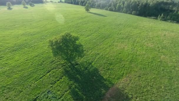 牧草地の航空写真表示の木 — ストック動画