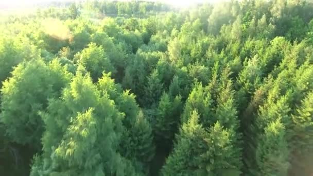 Ağaçlarda meadows havadan görünümü — Stok video