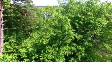 Nehir ve ormanın havadan görünüşü