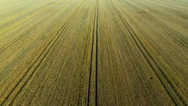 Campo de trigo vista aérea — Vídeos de Stock