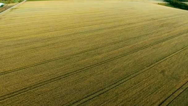 Αεροφωτογραφία πεδίο σιτάρι — Αρχείο Βίντεο