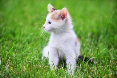 Rengarenk kedi çimenlerin üzerinde oynama