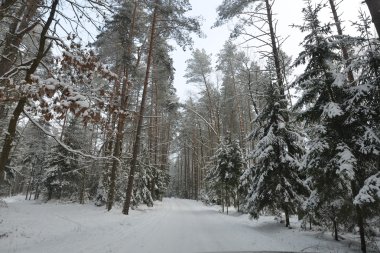 Orman karla kaplı. 