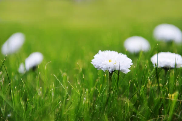 Yeşil çimenlerin üzerinde çiçek açan papatyalar — Stok fotoğraf