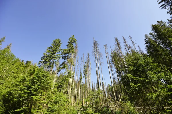 Summer day in coniferous forest — Stock Photo, Image