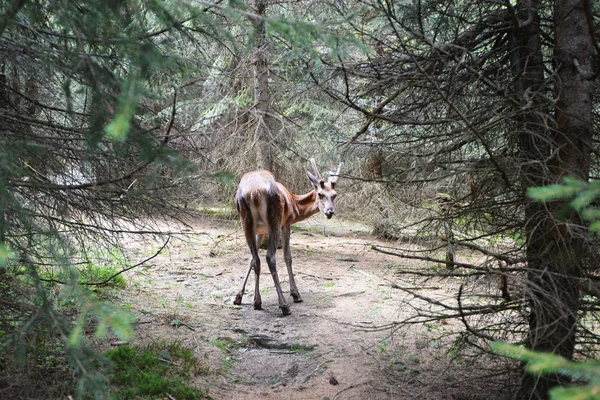 Ciervos en el bosque —  Fotos de Stock