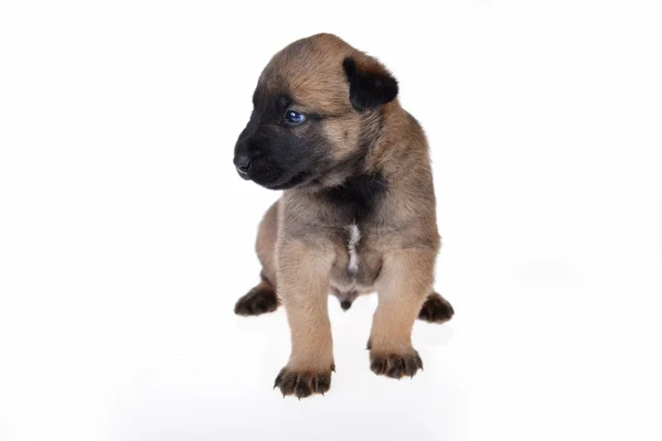 Schattige jonge puppy — Stockfoto