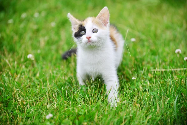 Bunte Katze spielt auf Gras — Stockfoto