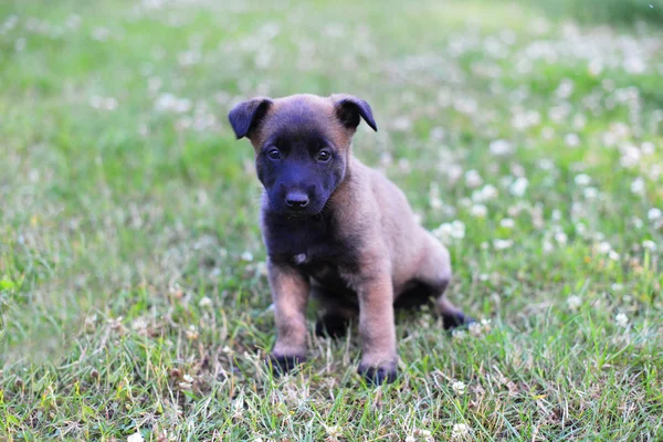 Młody szczeniak owczarka belgijskiego malinois — Zdjęcie stockowe