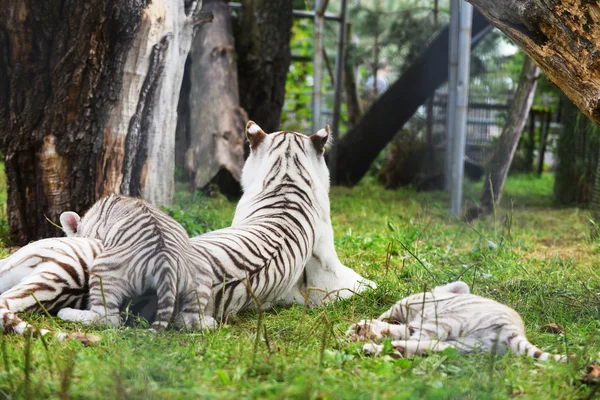 Tigers lie on green grass — Stock Photo, Image