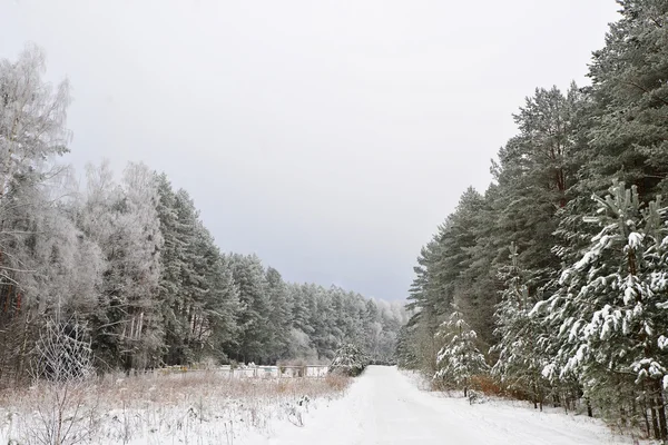 Foresta ricoperta di neve — Foto Stock