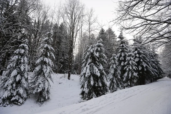 Woud bedekt met sneeuw — Stockfoto