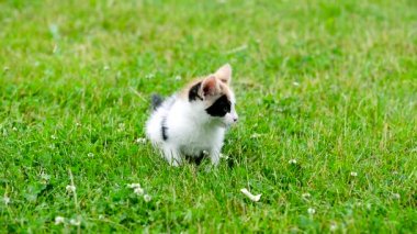 şirin üç renk yavru kedi