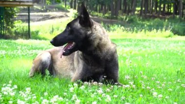 Belçika sheppard köpek açık havada