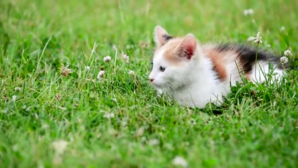 Bonito três cor gatinho — Vídeo de Stock