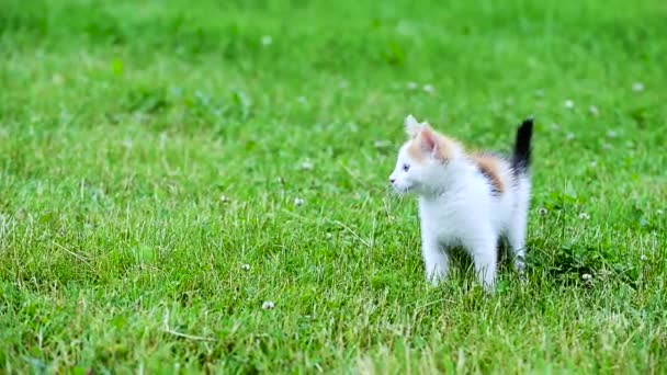 Cute tiga warna kucing — Stok Video