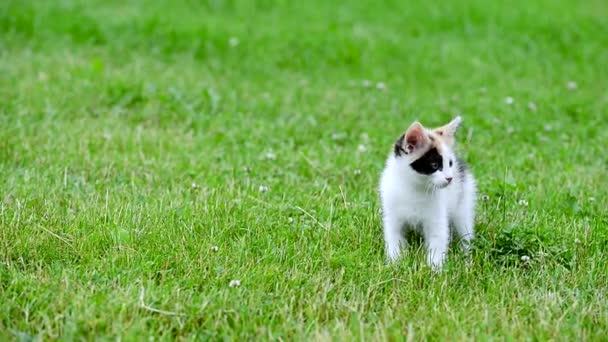 귀여운 3 색 고양이 — 비디오